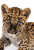 LEP 20 RK0121 01
Close Up Head Shot Of Spotted Leopard Cub On White Seamless Background