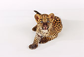 LEP 20 RK0124 03
Spotted Leopard Cub Laying On White Seamless Background