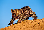 LEP 20 RK0127 09
Spotted Leopard Cub Walking Down Dirt Hill Blue Sky
