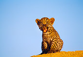 LEP 20 RK0129 01
Spotted Leopard Cub Sitting On Top Of Dirt Hill Mouth Open Blue Sky