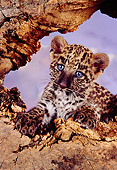 LEP 20 RK0133 13
Head Shot Of Spotted Leopard Cub In Tree Trunk Hole Purple Cloudy Sky Background Studio