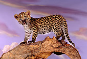LEP 20 RK0136 05
Spotted Leopard Cub Sitting On Top Of Tree Trunk With Hole Purple Cloudy Sky Background Studio