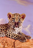 LEP 20 RK0137 03
Close Up Head Shot Of Spotted Leopard Laying On Red Rock Purple Cloudy Sky Background Studio