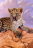 LEP 20 RK0137 06
Close Up Head Shot Of Spotted Leopard Laying On Red Rock Purple Cloudy Sky Background Studio