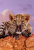LEP 20 RK0137 15
Close Up Head Shot Of Spotted Leopard Laying On Red Rock Purple Cloudy Sky Background Studio
