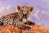LEP 20 RK0137 21
Close Up Head Shot Of Spotted Leopard Laying On Red Rock Purple Cloudy Sky Background Studio