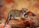 LEP 20 RK0142 02
Spotted Leopard Cub Sitting On Top Of Tree Trunk Brown Mottled Background Studio