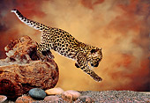 LEP 20 RK0143 01
Profile Shot of Spotted Leopard Cub Jumping Off Tree Trunk Studio