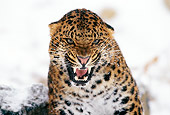 LEP 20 TL0001 01
Head Shot Of Amur Leopard Snarling At Camera