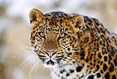 LEP 20 TL0002 01
Head Shot Of Amur Leopard Staring At Camera