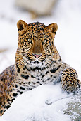 LEP 20 TL0003 01
Portrait Of Amur Leopard Staring At Camera From Snow-Covered Rock