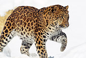 LEP 20 TL0004 01
Amur Leopard Walking On Snow