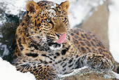 LEP 20 TL0005 01
Head Shot Of Amur Leopard Licking Nose While Laying On Snow-Covered Rock