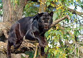 LEP 30 BA0001 01
Black Leopard Laying On Tree Branch