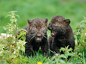 LEP 30 GL0001 01
Two Black Leopard Cubs Playing On Grass