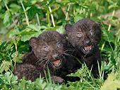 LEP 30 GL0002 01
Two Black Leopard Cubs Sitting In Grass