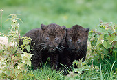 LEP 30 GL0003 01
Two Black Leopard Cubs Playing In Grass
