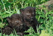 LEP 30 GL0004 01
Two Black Leopard Cubs Sitting In Plants