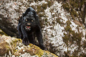 LEP 30 MC0001 01
Asiatic Leopard Standing On Lichen Covered Rock Roaring