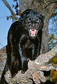 LEP 30 RK0004 01
Black Leopard Standing In Tree Mouth Open Growling At Camera