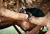 LEP 30 RK0043 16
Full Body Shot Of Black Leopard Laying On Tree Hugging Branches