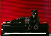 LEP 30 RK0115 03
Black Leopard Laying On Top Of Black Piano Facing Camera Red Blinds Background