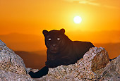 LEP 30 RK0153 01
Black Leopard Laying By Rocks Facing Camera Sunset Background With Sun