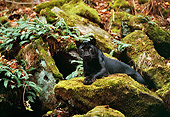 LEP 30 RK0190 10
Black Leopard Laying On Molded Covered Rock And Plants Facing Camera