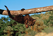 LEP 30 RK0210 05
Black Leopard Cub On Tree Branch Blue Sky Trees