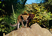 LEP 30 RK0218 03
Black And Spotted Leopard Cubs Standing On Rock Together By Plants