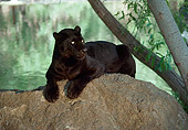 LEP 30 RK0219 07
Black Leopard