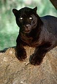 LEP 30 RK0219 68
Black Leopard