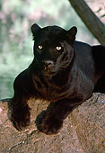 LEP 30 RK0219 76
Black Leopard
