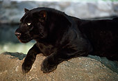 LEP 30 RK0221 08
Black Leopard Laying On Rock