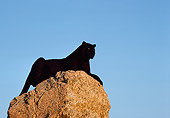 LEP 30 RK0223 05
Black Leopard Laying On Top Of Rock Blue Sky