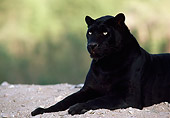 LEP 30 RK0239 49
Close Up Of Black Leopard Laying On Dirt Facing Camera