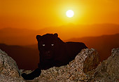 LEP 30 RK0240 36
Black Leopard Laying On Rocks Facing Camera Sunset Background