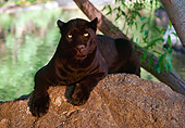 LEP 30 RK0265 01
Black Leopard Laying On Boulder By Trees And Water