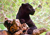 LEP 30 RK0266 01
Black Leopard Laying On Tree Trunk