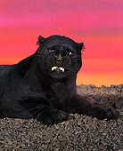 LEP 30 RK0001 01
Black Leopard Snarling On Pebbles Sunset