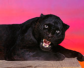 LEP 30 RK0002 13
Snarling At Camera Sunset