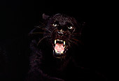 LEP 30 RK0015 04
Black Leopard Head Shot Growling Mouth Open Teeth Showing Studio Background