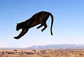 LEP 30 RK0029 02
Full Body Shot Of Black Leopard Jumping In Air Right To Left Blue Sky Mountains In Background LA