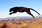LEP 30 RK0029 04
Full Body Shot Of Black Leopard Jumping In Air Right To Left Blue Sky Mountains In Background LA