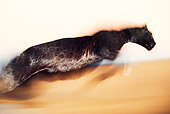 LEP 30 RK0031 02
Blurred Vision Of Black Leopard Jumping In Air LA