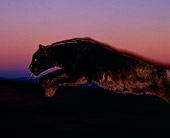 LEP 30 RK0035 04
Blurred Vision Of Black Leopard Jumping In Air Sunset Background