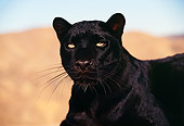 LEP 30 RK0036 01
Close Up Head Shot Of Black Leopard Standing Looking Away Mountains In Background Blue Sky LA