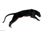 LEP 30 RK0048 01
Full Profile Shot Of Black Leopard Jumping From Left To Right On White Seamless