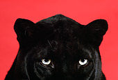 LEP 30 RK0056 02
Close Up Of Eyes Of Black Leopard Red Seamless Background