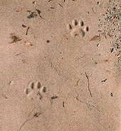 LEP 30 RK0076 02
Paw Prints In Sand From Leopard